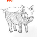 pig drawing-easy-outline-how-to-draw-step-by-step-fun-cute-cool-farm sketch-pad-art-line-board-online-animated-drawings-websites-tablet-piggy sketches-doodling-gesture-beginners-simple