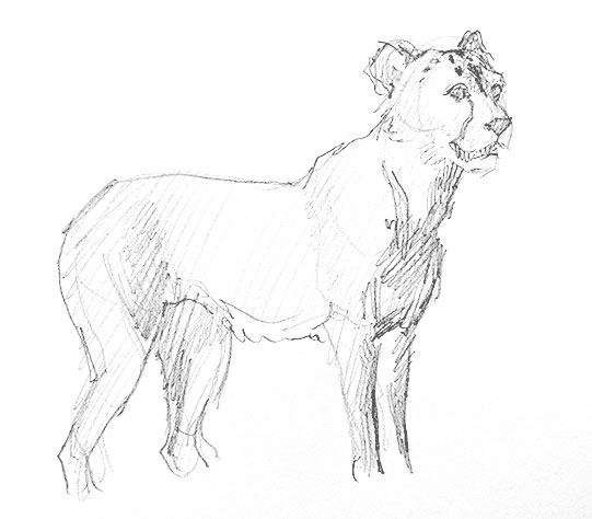 cheetah-drawing-easy-outline-how-to-draw-step-by-step-cat-cats-big-african