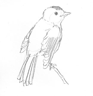 bird-drawing-step-by-step-easy-how-to-draw-birds-fast-simple-animal-sketch-sketching