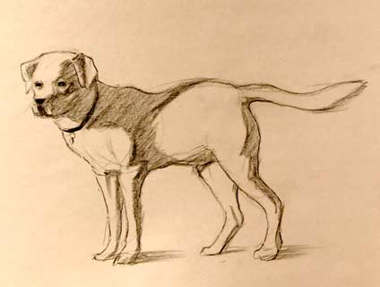 How to Draw a Dog Head (Realistic Front View)