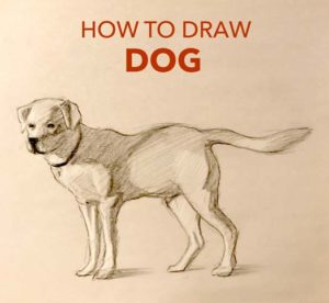 how-to-draw-a-dog-easy-simple-fast-quick-beginner-advanced-art-artwork-pencil-drawing-charcoal-realistic-step-by-step-tutorial-artist-golden-retriever-bark-expert-animal