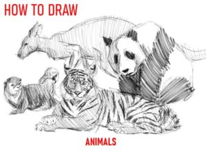 how-to-draw-animals-step-by-step-easy-art-drawing-tutorial-simple-quick-fast-sketch-sketching-book-lion-tiger-parrot-kangaroo-animal-otter-pencil-charcoal-panda