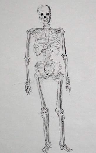 how-to-draw-a-skeleton-anatomy-lesson-drawing-tutorial-step-by-step-easy-simple-fast-quick-step-5-beginners-advanced-sketch-sketching-pencil-rib-cage-skull