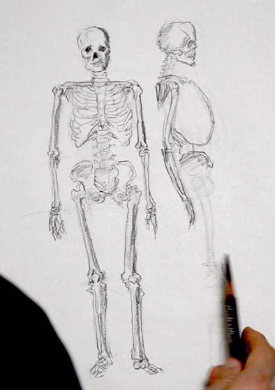 how-to-draw-a-skeleton-anatomy-lesson-drawing-tutorial-step-by-step-easy-simple-fast-quick-step-7-beginners-advanced-sketch-sketching-pencil-rib-cage-skull-side-view