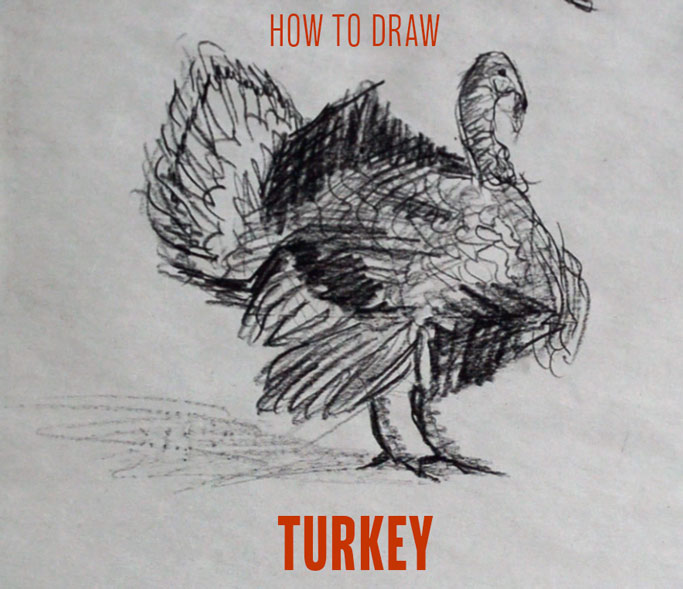 how-to-draw-turkey-step-by-step-easy-drawing-sketching-sketch-tutorial-simple-quick-basic-beginner-art-artwork-fast-draws-turkeys-kids-adult-animal-thanksgiving