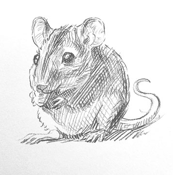 how-to-draw-mouse-easy-step-by-step-rat-marcupial-mice-sketch-sketching-pencil-pen-rats-kids-fun-quick-drawing-shading-realistic