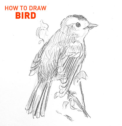 BIRD drawing easy STEP BY STEP realistic how to draw art tutorial animals