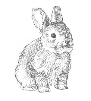 how-to-draw-bunny-rabbit-drawing-easy-simple-quick-step-by-step-sketch-fun-kids-animals-shading-beginner-realistic-fluffy-cute-cool-hare-pet