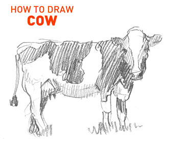 COW drawing easy STEP BY STEP realistic with shading HOW TO DRAW