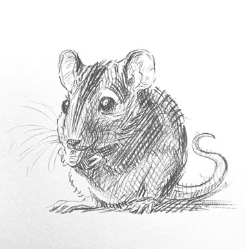 how-to-draw-mouse-easy-step-by-step-rat-marcupial-mice-sketch-sketching-pencil-pen-rats-kids-fun-quick-drawing-shading-realistic-cute-cool-animals