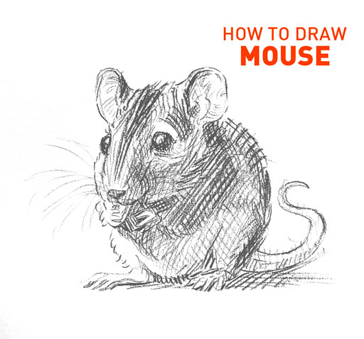 how-to-draw-mouse-easy-step-by-step-rat-marcupial-mice-sketch-sketching-pencil-pen-rats-kids-fun-quick-drawing-shading-realistic-cute-cool-animals-funny-animal-fur-nibble