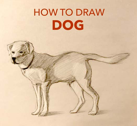 how to draw a dog easy simple fast quick beginner advanced art artwork pencil drawing charcoal realistic step by step tutorial artist golden retriever bark expert animal