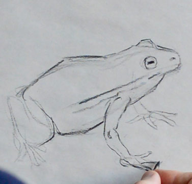 how-to-draw-frog-step-by-step-easy-simple-quick-fast-basi