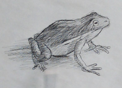 how-to-draw-frog-step-by-step-easy-simple-quick-fast-basic-speed-toad-drawing-sketching-art-artist-animal-reptile-sketch-paint-tutorial-beginner-advanced-skill-pencil