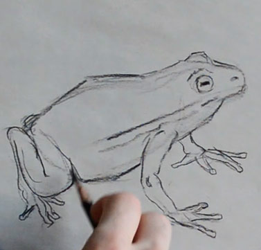 how-to-draw-frog-step-by-step-easy-simple-quick-fast-basic-speed-toad-drawing-sketching-art-artist