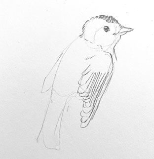 bird-drawing-step-by-step-easy-how-to-draw-birds-fast