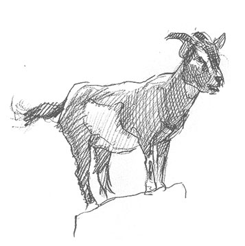 goat-drawing-easy-how-to-draw-step-by-step-outline-sketch-sketching-fun-cute-cool-simple-fast-kids-beginners-funny-meme-animal-farm