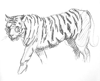 tiger-drawing-easy-outline-step-by-step-how-to-draw-big-cat-sketch-sketching