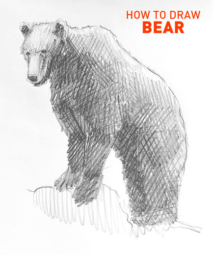 Bear drawing easy STEP BY STEP how to draw art realistic bears